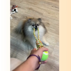 OMI Petshop Dog Toys Suitable For Every Sizes Dog High Quality Rope Different Colour Material