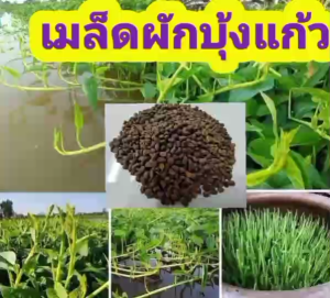 เมล็ดผักคัดพิเศษบุ้งแก้วโฟ สำหรับใส่ก๋วยเตี๋ยว กรอบไม่เหนียว400เมล็ดแถมปุ๋ยบำรุงหลังปลูก