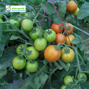 Benih Tomat Super Pramita Isi 10 Gram Cap Tiga Daun Tipe Determinate Produksi Tinggi