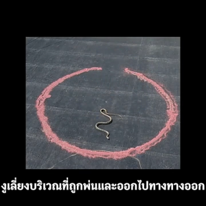 🐍กำมะถัน กำมะถันผงไล่งู กันฝน ผงกำมะถัน snake repellent ผงไล่งู ไล่งู เม็ดเข้มข้น ติดทนนาน 90 วัน ยาฆ่าตะขาบ ผงกําจัดมด ฆ่างูและแมลงทั้งหมด 2.5กก.ต่อบาร์เรล ไล่งูในระยะยาว งูและแมลงหายไปหลังการใช้งาน