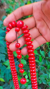Tasbih Kalung Batu Karang Read Koral Marjan Ukuran 12mm - Motif Muslim