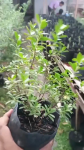 BIBIT TANAMAN POHON SANTIGI SETIGI STIGI BONSAI UNGGULAN