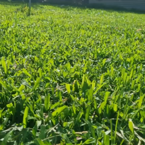 cỏ lá gừng cỏ lá tre bao 1m2 dùng trang trí sân vườn cho gà vịt ăn