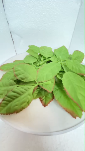 ใบกุหลาบผ้าเสมือนจริง แบบมีจุกเสียบ แพ็ค 20 ใบ