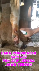 Obat luka cacar dan mencegah tetanus untuk kambing sapi