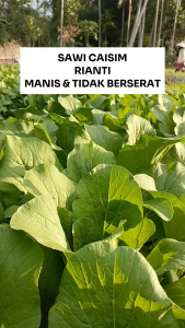 Benih Sawi Caisim RIANTI 25 Gram Asli Cap TIGA DAUN Manis & Tidak Berserat