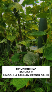 Benih Timun Hibrida HARUKA F1 20 gram Cap TIGA DAUN Unggul & Tahan Kresek Daun