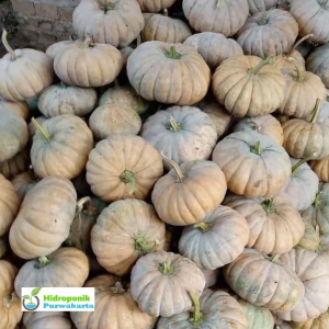 BENIH LABU MANIS BLEWAH WALUH PUMPKIN WARNA ORANGE KECOKLATAN ISI 70 BUTIR CAP TIGA DAUN Garansi 1 Bulan - Lazada
