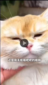 200PCS/Box Pet Eye Wet Wipes Cat Dog Tear Stain Remover Pet Cleaning Paper Tissue Aloe Wipes