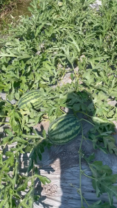 hạt giống Dưa hấu Thành long  lai F1 JUPITER 686 (510H)