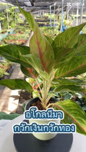 อโกนีมากวักเงินกวักทอง กระถาง 5 นิ้ว ไม้มงคล ไม้ฟอกอากาศ