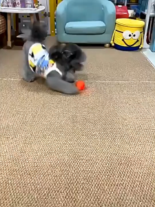 Smart Cat Dog Rolling Ball Toys USB Rechargeable Pet Toys Ball Motion Ball Self-moving Kitten Toys