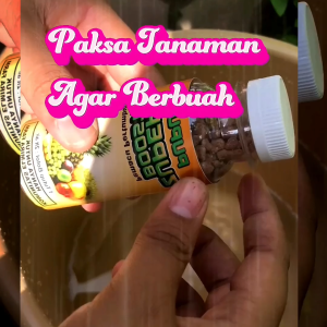 Beli 1 dapat 10 botol pupuk organik zuper booster untuk pertumbuhan dan pembuahan