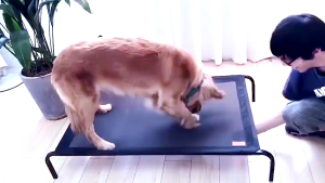 Dulepig 🐶😺 เตียงสัตว์เลี้ยง ที่นอนหมาแมว เปลสัตว์เลี้ยง Elevated Dog Bed กันความชื้น ป้องกันโรคผิวหนัง ที่นอนสุนัข เตียงตาข่าย ที่นอนสัตว์เลี้ยง ผ้าตาข่ายเสริม ที่นอนสุนัข เตียงตาข่ายสุนัข เบาะนอนหมา - Lazada