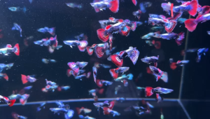 5pairs Mix Guppy Fish/ Freshwater/ 杂孔雀鱼