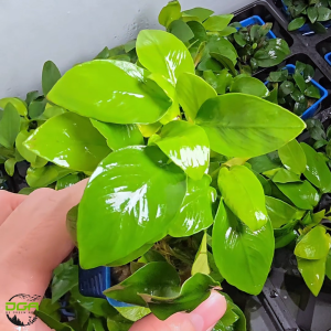 Aquatic plants Anubias barteri var. nana Gold Nana Golden（水草黄金小榕）