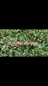 cỏ lá gừng thái cẩm thạch bao 1 mét vuông tặng kèm lọ kích rễ