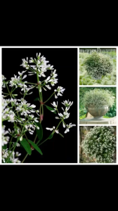 Cây Hoa tuyết cầu nhỏ bé xinh xắn tràn đầy nhựa sống thể hiện cho sức mạnh mãnh liệt của muôn sinh