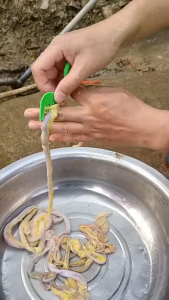 Dụng cụ làm lòng gà lòng vịt mổ cá  nhỏ gọn dễ dàng sử dụng