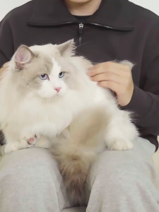 ลูกกลิ้งผ้าสําลี กําจัดขนสัตว์เลี้ยง พร้อมด้ามจับ ทําความสะอาดง่าย สําหรับกําจัดขุยเสื้อผ้า โซฟา ห้องนั่งเล่น