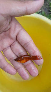 Ikan Swordtails di dalam akuarium dan kolam