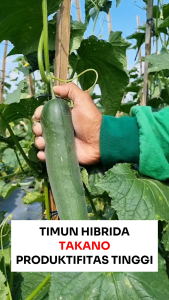 Benih Unggul Timun Hibrida TAKANO 20 gram Cap Bunga Matahari Lebat Tahan penyakit Unggul Tidak Pahit