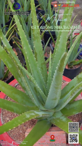 [BẸ VIP_BẸ HÀNG LỰA] 02Kg Bẹ Nha Đam giống Mỹ bẹ dài trên 40cm bẹ từ 550-600grm/bẹ giòn ngọt nhiều dinh dưỡng phù hợp cho nấu nước giải khát mùa hè.