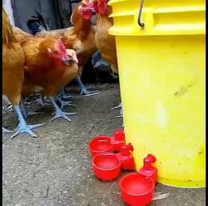 【COD】6/10pcs Automatic Poultry Drinker Bowl Chicken Bird Water Cup Bowl Kit Farm Coop Poultry Hanging Drinking Water Feeder