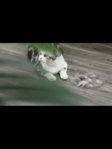 KADONIA เครื่องดูดฝุ่นไร้สาย เครื่องดูดฝุ่นบ้าน เครื่องดูดฝุ่น แบบด้ามจับ ดูด vacuum cleaner 18000Pa vaccume cleaner เครื่องดูดฝุ่นแบบด้ามจับ เครื่อดุดฝุ่น