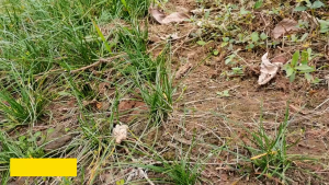 Alat Cabut Rumput 2in1 Garuk Singa Garuk Plat Cakar Weeding Hoe Cangkul Gulma Rumput Rake Penyiangan