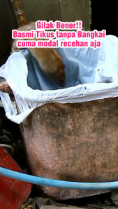 Miss Clean Pembasmi Pengusir Tikus di Rumah