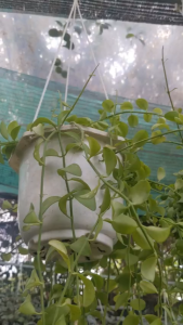 Cây Đô la chậu treo trang trí nhà cửa văn phòng