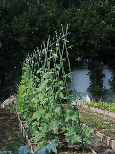 Climbing trellis to support plant poles wrapped in plastic steel pipe gardening tools