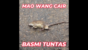 Paket 25 Biji Racun Tikus Maowang Mao Wang CAIR MERAH Ampuh Mati Kering Tidak Bau Kualitas Super