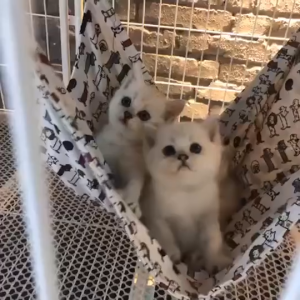 Võng treo chuồng cho Mèo bằng 2 lớp vải canvas  (mẫu mới)- Love Pets Shop