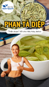 Phan tả diệp 1kg (Hàng loại 1 thơm sạch) - Thảo dược Hạnh Nguyên