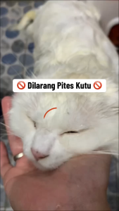 Obat kutu kucing kitten semprot spray ampuh mengatasi kutu dan telur kutu herbal aman jika terjilat basmi kutu anjing 60ml