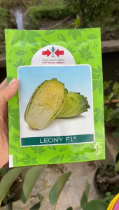 Leony 10gr Benih Sawi Putih Hibrida Tahan Akar Gada
