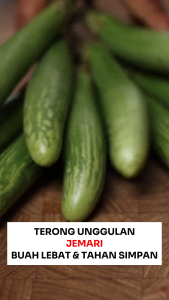 Benih Terong Telunjuk JEMARI 5 gram Asli Cap Bunga Matahari Terong hijau Panjang