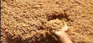 SEKAM MENTAH 1 KARUNG FULL KULIT PADI MEDIA TANAM ORGANIK