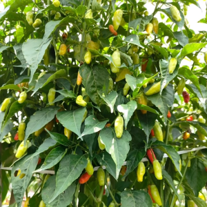 Benih Cabe Cabai Rawit Ciputro Isi 10 Gram Cap Tiga Daun Tipe Merunduk