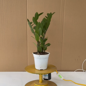 Cây Kim Tiền - Kim Phát Tài Cây Phong Thủy Đem May Mắn Tài Lộc