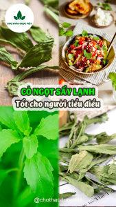 Cỏ ngọt sấy lạnh 1kg cỏ ngọt nguyên lá không lẫn cành đường ăn kiêng tốt cho sức khỏe
