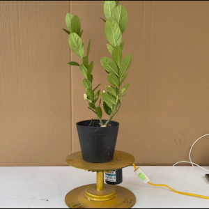 Cây Chanh Vàng Mỹ (Nhanh Ra Trái) - Cây Cảnh Ăn Quả