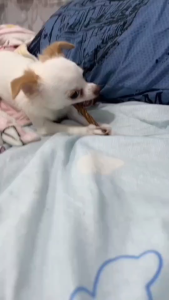 MunzNie(มันซ์นี่) มันชี่เกรียว รสตับ ขนมขบเคี้ยวสำหรับน้องสุนัข ราคา 29 บาท