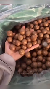 [Combo 2 túi] Hạt Macca Nứt Vỏ Dak Lak Hạt Dinh Dưỡng Macca sấy lạnh giàu dinh dưỡng không hôi dầu
