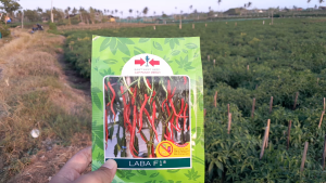 Laba F1 1750 Butir Benih Cabe Merah Keriting Hibrida Cap Panah Merah