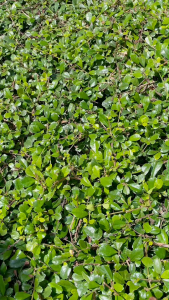 เซ็ตถังตักน้ำ Water Spray (TOY375)