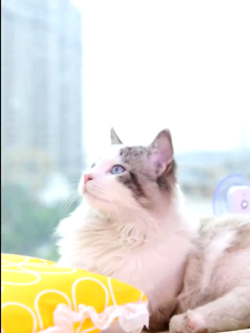 ที่นอนแมว ที่นอนแมวติดหน้าต่าง เปลแมวติดกระจก พับได้ พร้อมถ้วยดูด