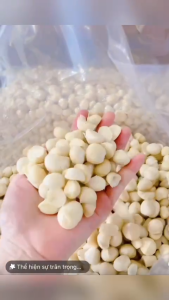 Nhân macca đã tách vỏ macca không vỏ Daklak dùng làm sữa hạt ngũ cốc